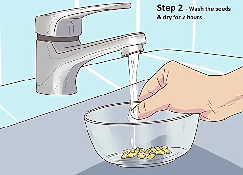 Buy Varieties of Flower Seeds Get Plant Growth Supplement Free