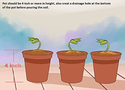 Buy Varieties of Flower Seeds Get Plant Growth Supplement Free