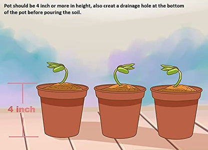 Buy Varieties of Flower Seeds Get Plant Growth Supplement Free