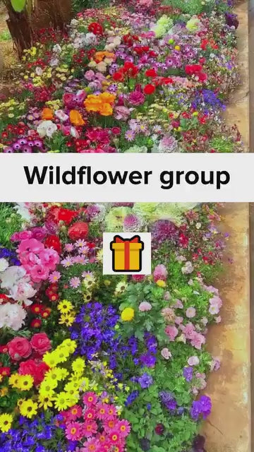 Buy Varieties of Flower Seeds Get Plant Growth Supplement Free